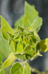 Sunflower Growing