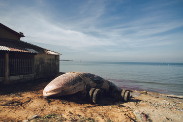 dead whale on the beach  funeral ceremony
