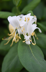 Lonicera japonica