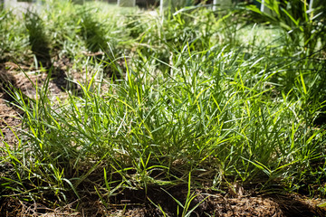 Green grass background ,environment concept.