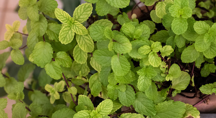 Green peppermint leaves background,The aromatic herb