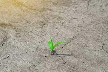 Young corn sprout on clean ground