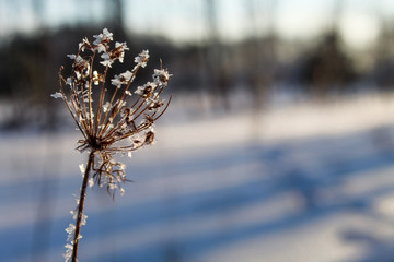 Frosted Plant