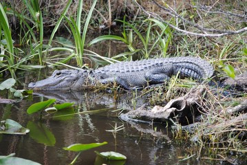 alligator in everglades