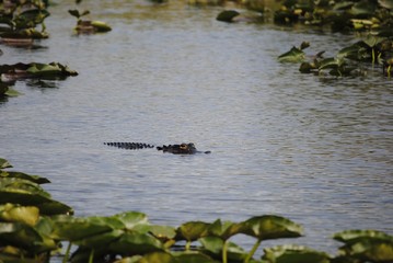alligator in everglades