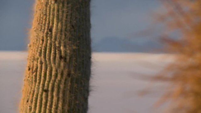 Close-up low-angle racking  focus still shot of sharp chola cactus spines and stem at Uyuni Salt Flats Island, Bolivia