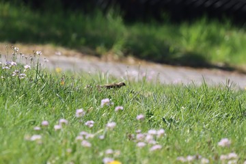 flowers in the grass with a Bird