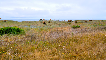 Fototapeta na wymiar Animals grazing on a meadow - rural northern California