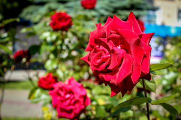 red rose in garden