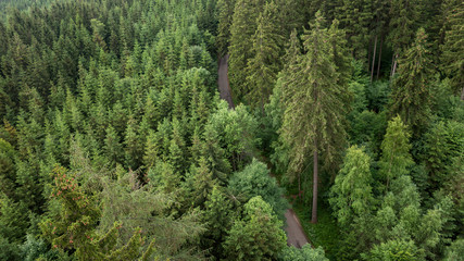 Forest area aerial view with hiking trail. Pine, spruce forest from above