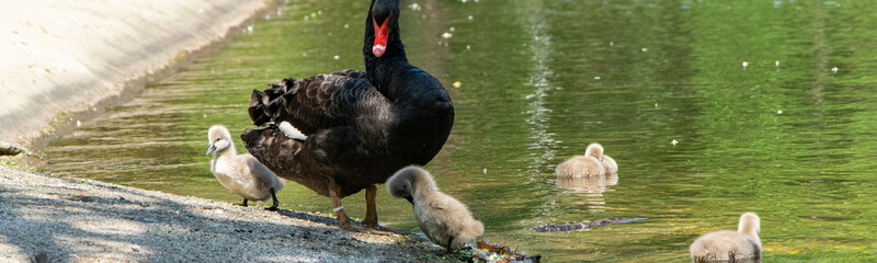 Fototapeta premium Black swan with chicks. Animal wildlife