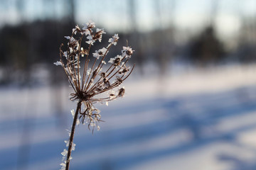 Obraz premium Frosty Floral