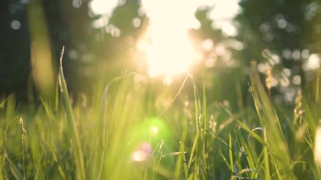 beautiful green grass in the forest at sunset