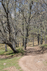 Horse Chestnut Forest - Castanar; El Tiemblo; Avila