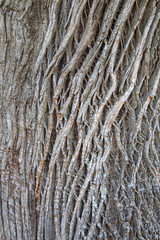Horse Chestnut Tree Trunk