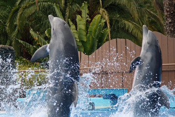 Delphin