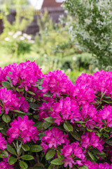 Obraz premium Blooming pink rhododendron bush in the garden.