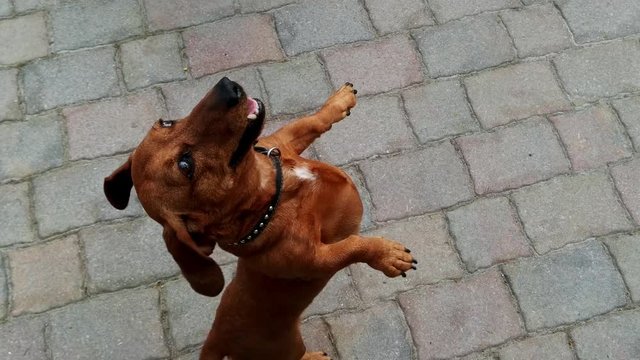 Funny excited brown sausage dog or Dachshund standing up on back legs.