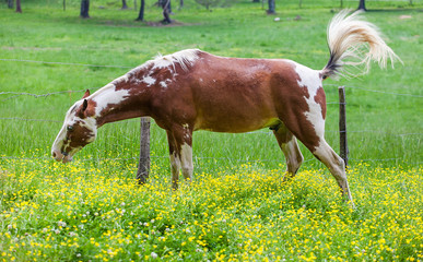 Brown horses grazing on a lush field covered with yellow flower field in Great smoky mountains national park,Tennessee USA.