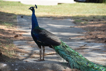 Fototapeta premium Peacock 