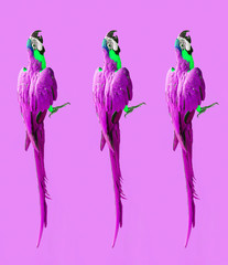 Crazy colorful ultraviolet wallpaper with ara parrots (photo) modern pattern 