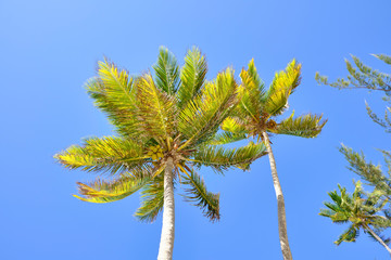 Scenic view of palms in front of blue sky in Dominican Republic. Beautiful summer look of tropical trees in island in Caribbean sea