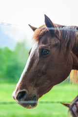 Close-up photos of brown horses on the meadow in Great smoky mountains national park,Tennessee USA.