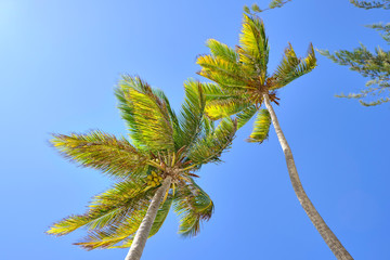 Scenic view of palms in front of blue sky in Dominican Republic. Beautiful summer look of tropical trees in island in Caribbean sea