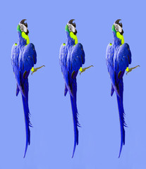 Crazy pop art colorful ultraviolet wallpaper with ara parrots (photo) modern pattern 