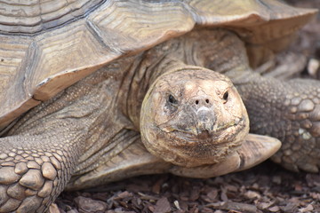 Obraz premium Tortoise