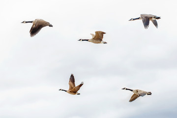 Flock of five large Canadian geese ducks flying against light blue sky with clouds.