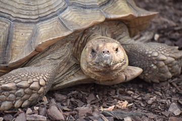 Obraz premium Tortoise