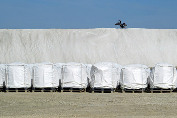 Cormorant on salt mountain, saltworks, Camargue, France