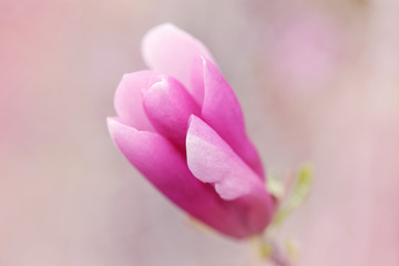 Fototapeta premium Beautiful macro of purple pink magnolia flower on tree branch. Sun light from above. Pale light faded pastel tones. Artistic amazing spring nature. Natural floral background with copyspace