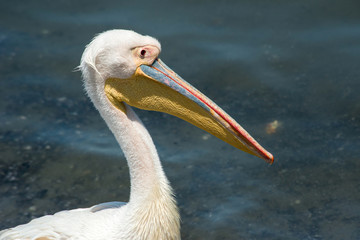 Namibian pelican