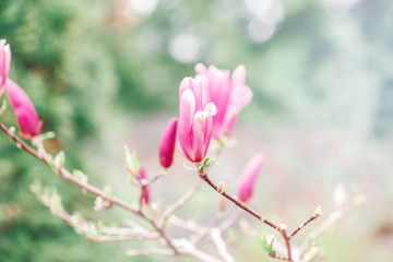 Beautiful macro of purple pink magnolia flowers on tree branches. Sun light from above. Pale light faded pastel tones. Artistic amazing spring nature. Natural floral background with copyspace