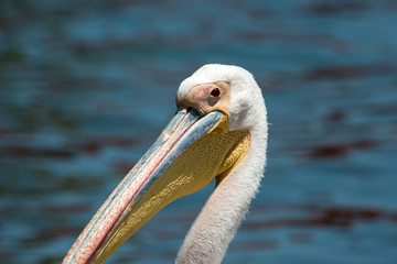 Namibian pelican