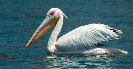 Namibian pelican