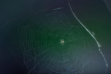 Araña