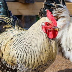Portrait of a fat cock walking in a rural yard. Close-up.