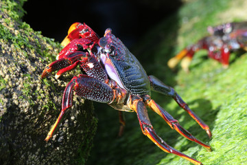 rote_Klippenkrabbe