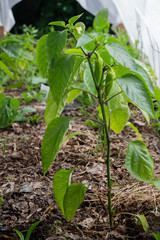 Growing the bell peppers, unripe peppers
