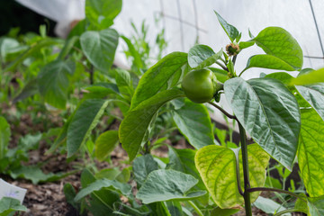 Growing the bell peppers, unripe peppers in the garden