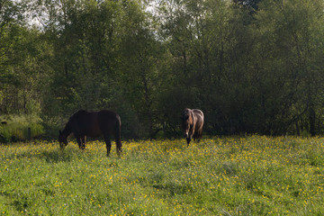 Horses in meadow with flowers eating grass, blue skies with clouds 