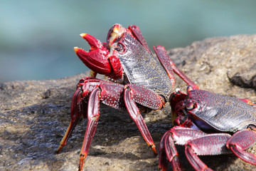 rote_Klippenkrabbe