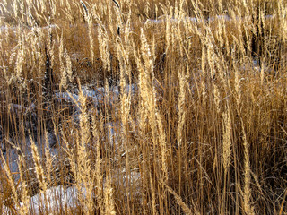 Fototapeta premium Snow between the wheat field in Siberia, Russia