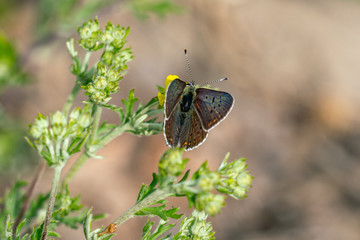 Close up eines braunen Feuerfalters (Lycaena tityrus) auf weissen Blüten mit bokeh Hintergrund