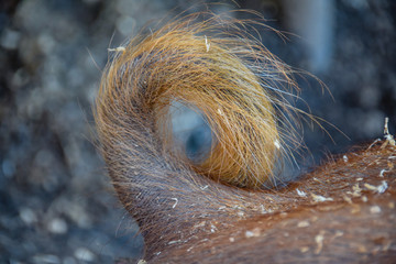 Close up of curly, furry,  pig's tail.