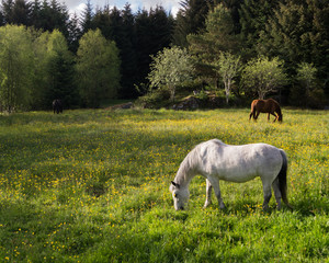 Obraz premium Horses in meadow with flowers eating grass, blue skies with clouds 