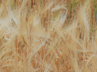 Ähren im Weizenfeld